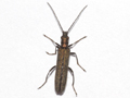 Oedemera lurida